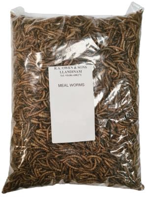 Mealworms 500gm Pack